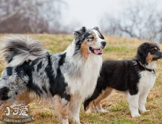 澳大利亞牧羊犬一天喂幾次 成年犬每天最好喂2次