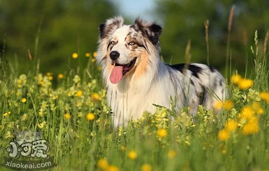 澳洲牧羊犬好養(yǎng)嗎 澳大利亞牧羊犬飼養(yǎng)要點(diǎn)