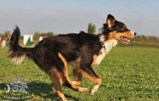 澳洲牧羊犬有螨蟲用什么藥 澳大利亞牧羊犬螨蟲用藥