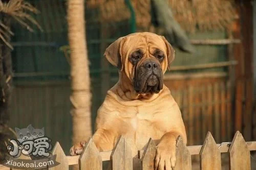 斗牛獒犬吃什么蔬菜 斗牛獒犬可食蔬菜介紹