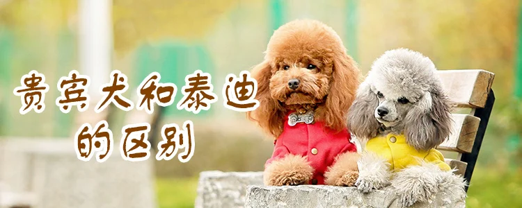 貴賓犬和泰迪的區別