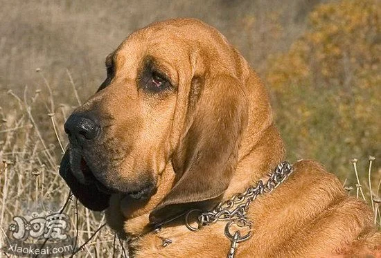 尋血獵犬感冒怎么辦 尋血獵犬感冒治療方法1