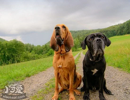 尋血獵犬牙齒怎么清潔 尋血獵犬口腔護(hù)理方法1