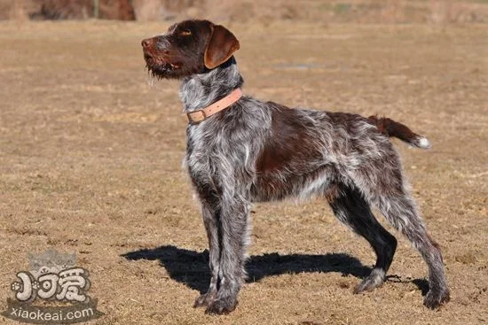 剛毛指示格里芬犬怎么梳毛 剛毛指示格里芬犬梳毛技巧