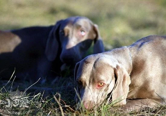 威瑪獵犬怎么修剪指甲 威瑪獵犬剪指甲方法1