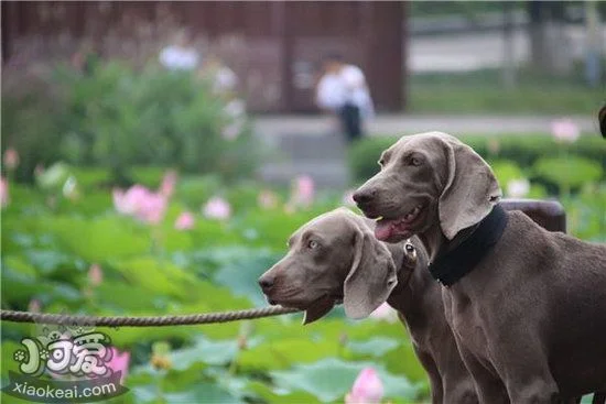 威瑪獵犬怎么訓練 威瑪獵犬訓練教程1