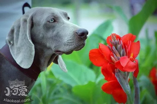 威瑪獵犬怎么訓練大小便 威瑪獵犬定點上廁所訓練教程1