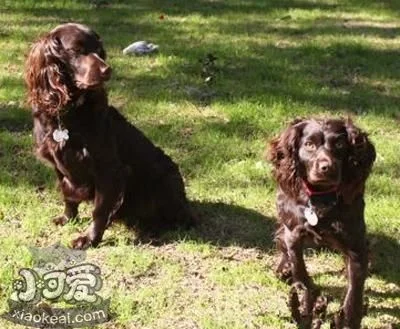 如何訓練博伊金獵犬站 博伊金獵犬站立訓練