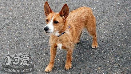 葡萄牙波登可犬如何喂養 葡萄牙波登可犬喂養知識