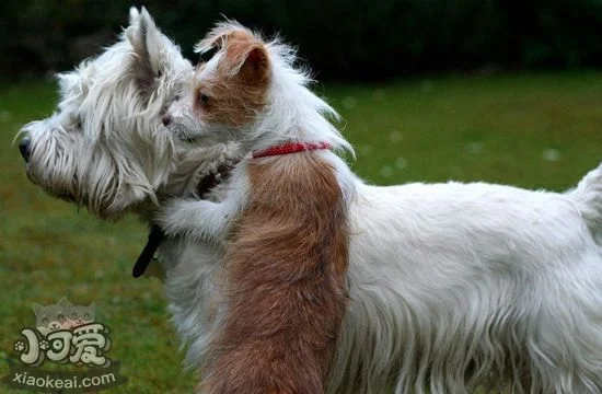 怎么訓練葡萄牙波登可犬臥倒