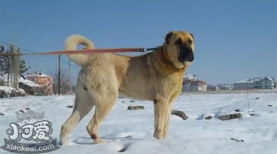 安納托利亞牧羊犬怎么養(yǎng) 安納托利亞牧羊犬飼養(yǎng)知識