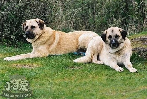 安納托利亞牧羊犬怎么預防皮膚病