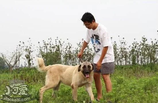 安納托利亞牧羊犬愛咬東西怎么糾正 壞習慣糾正方法