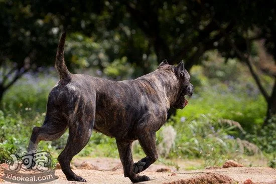 加納利犬怎么自制狗糧 西班牙加納利犬自制狗糧配方介紹1