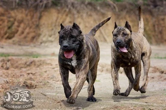 加納利犬不能吃什么東西 西班牙加納利犬不能吃食物大全1