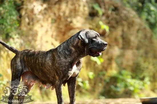 加納利犬什么時候打疫苗 西班牙加納利犬打疫苗注意事項1