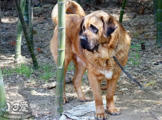 馬士提夫犬怎么訓練大小便 馬士提夫獒犬上廁所訓練教程1