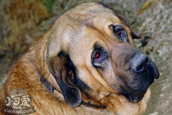 馬士提夫犬牙齒怎么清潔 馬士提夫獒犬口腔護理方法1