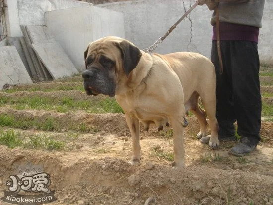 馬士提夫犬亂吠叫怎么糾正馬士提夫獒犬亂吠叫糾正方法1