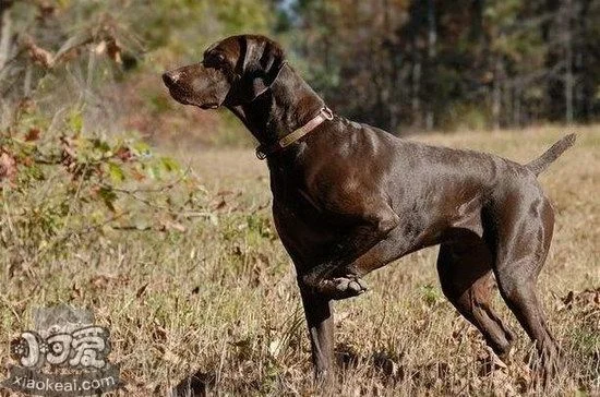 波音達獵犬口腔怎么護理 波音達獵犬牙齒清潔方法1