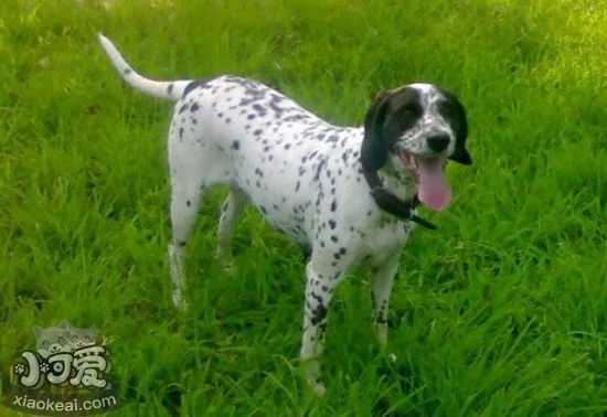 波音達獵犬怎么洗澡 波音達獵犬洗澡步驟1