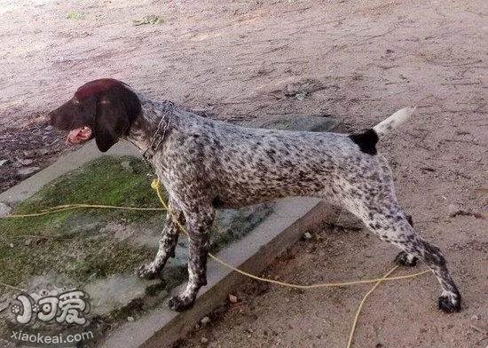 波音達獵犬撿東西如何訓練 波音達獵犬撿東西訓練教程1