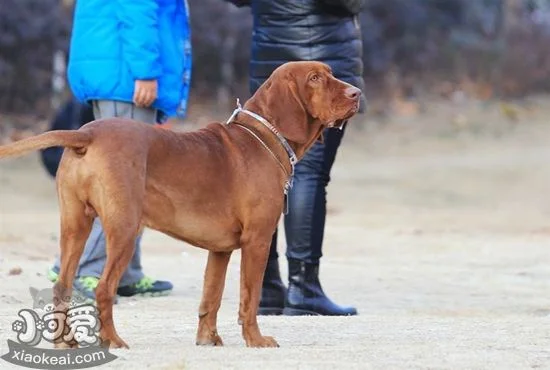 紅骨獵浣熊犬吃什么狗糧 紅骨獵浣熊犬狗糧推薦