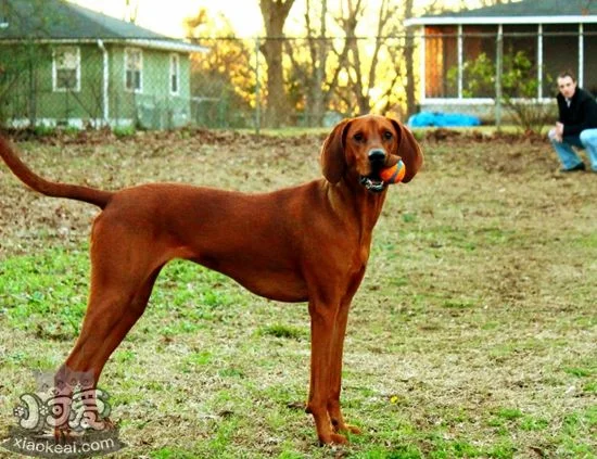 紅骨獵浣熊犬得了風濕病怎么辦 風濕病治療方法