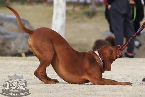 紅骨獵浣熊犬怎么養 紅骨獵浣熊犬喂養要點