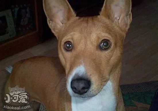 巴仙吉犬怎么養 巴仙吉犬飼養技巧