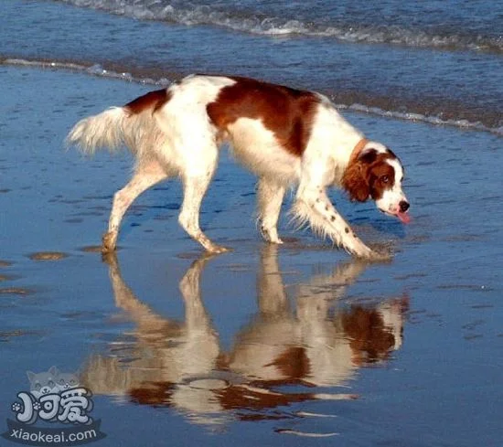 愛爾蘭紅白雪達(dá)犬得了敗血癥怎么辦