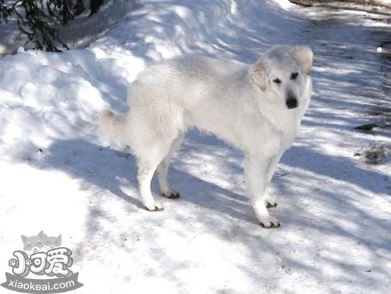 庫瓦茲犬怎么喂養 庫瓦茲犬喂養指導