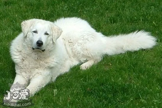 庫瓦茲犬指甲怎么修剪 庫瓦茲犬指甲修剪方法