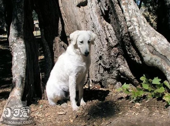 怎么預防庫瓦茲犬貧血 庫瓦茲犬貧血防治方法