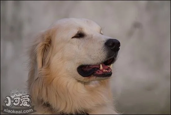 怎么幫庫瓦茲犬修毛 庫瓦茲犬修毛教程