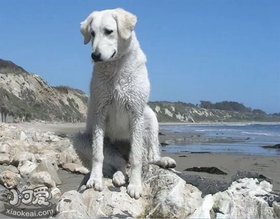 怎么訓練庫瓦茲犬握手 庫瓦茲犬握手訓練