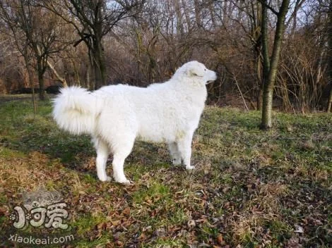 庫瓦茲犬嘔吐發抖怎么回事 嘔吐發抖原因介紹