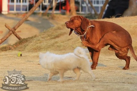 怎么訓練紅骨獵浣熊犬站立 紅骨獵浣熊犬站立訓練