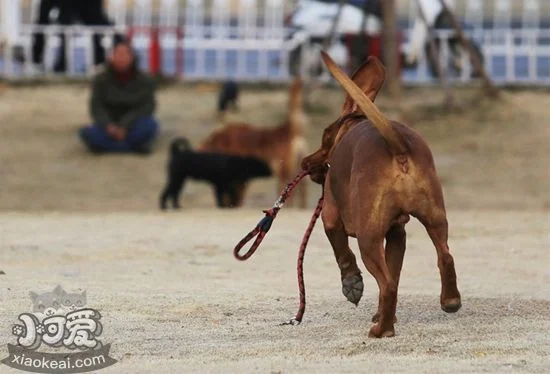 紅骨獵浣熊犬大小便怎么訓練 紅骨獵浣熊犬排便訓練