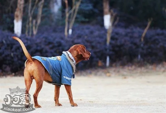 紅骨獵浣熊犬什么時候訓練好 紅骨獵浣熊犬訓練最佳時間