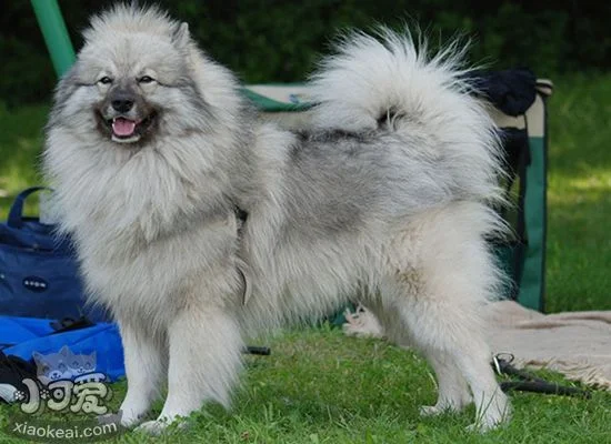 荷蘭毛獅犬耳朵怎么清潔 荷蘭毛獅犬耳朵清潔教程