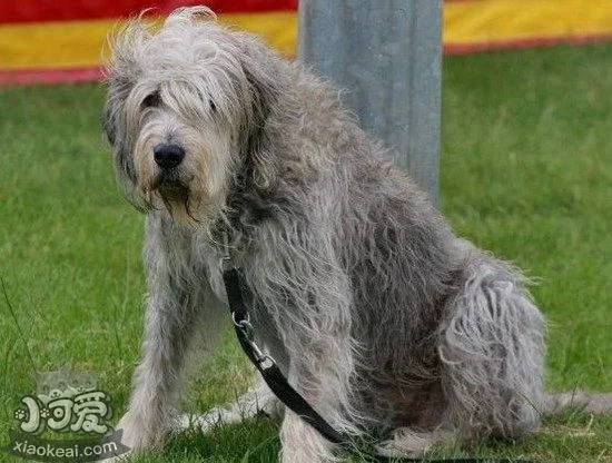 奧達獵犬亂咬人怎么糾正 獵水獺犬不亂咬人訓練方法1