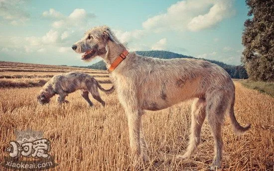 愛爾蘭獵狼犬感冒吃什么藥 愛爾蘭獵狼犬感冒照顧方法1