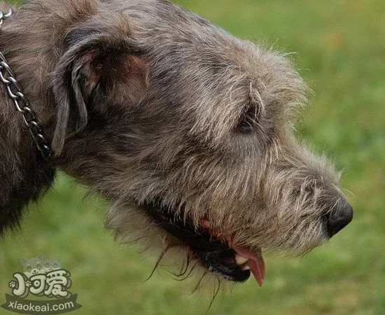 愛爾蘭獵狼犬牙齒怎么護理 愛爾蘭獵狼犬口腔清潔流程1