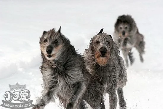 如何訓(xùn)練愛爾蘭獵狼犬躺下 愛爾蘭獵狼犬躺倒訓(xùn)練教程1