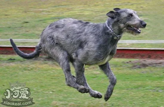 愛爾蘭獵狼犬壞習慣怎么糾正訓練教程1