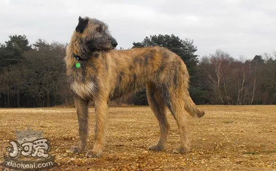 愛爾蘭獵狼犬嘔吐怎么處理 愛爾蘭獵狼犬嘔吐處理方法1