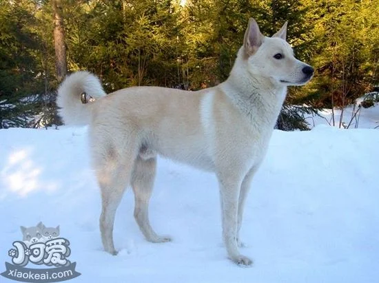 卡南犬吃什么對毛好 卡南犬毛發護理飲食介紹