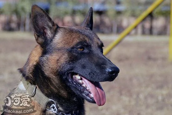 馬里努阿犬怎么剪指甲 馬里努阿犬指甲修剪方法1