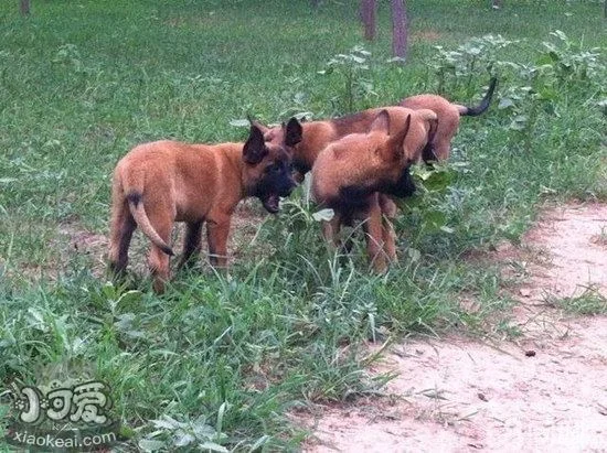 馬里努阿犬耳朵怎么清潔 馬里努阿犬耳朵護理方法1